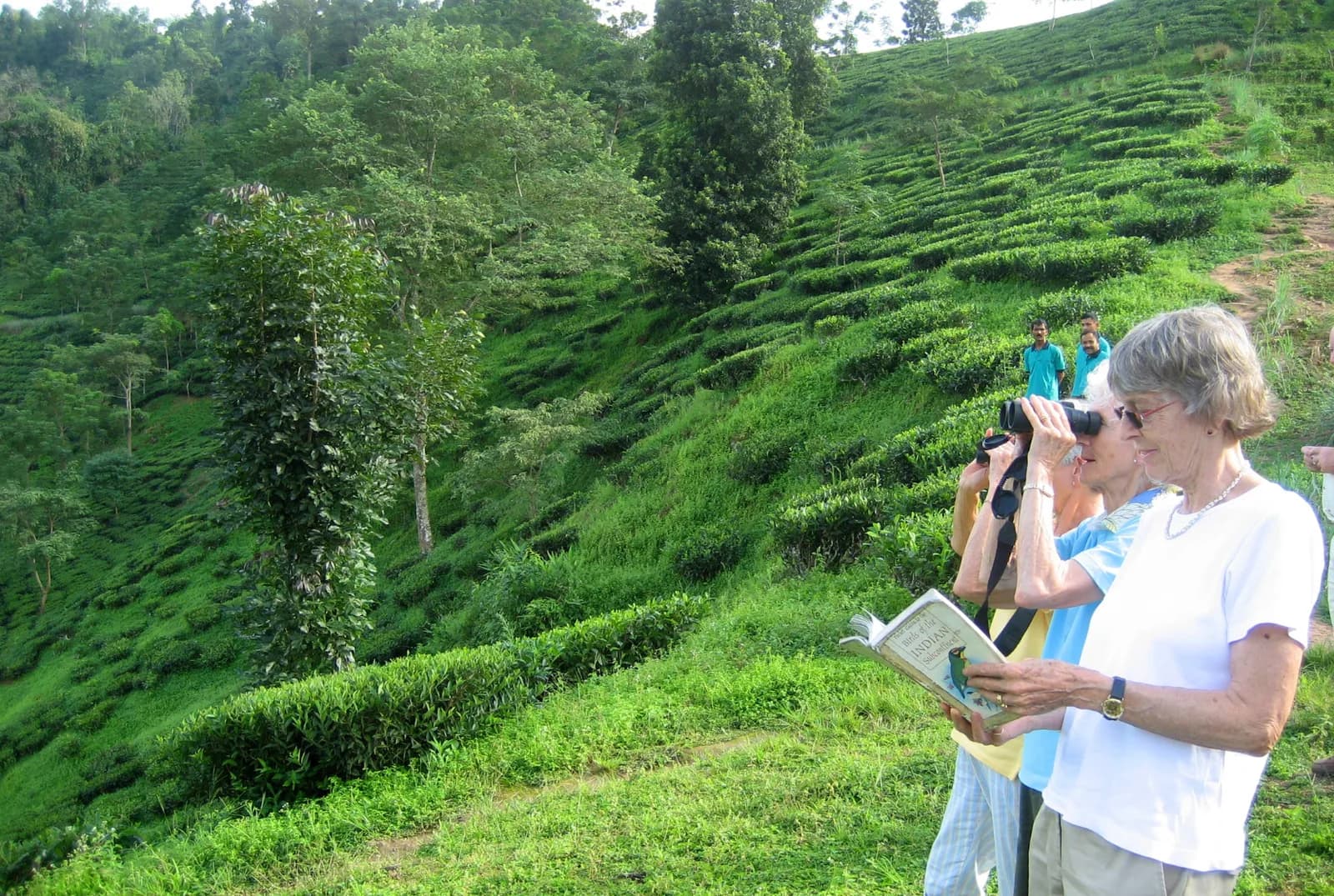 The Glenburn Tea Estate