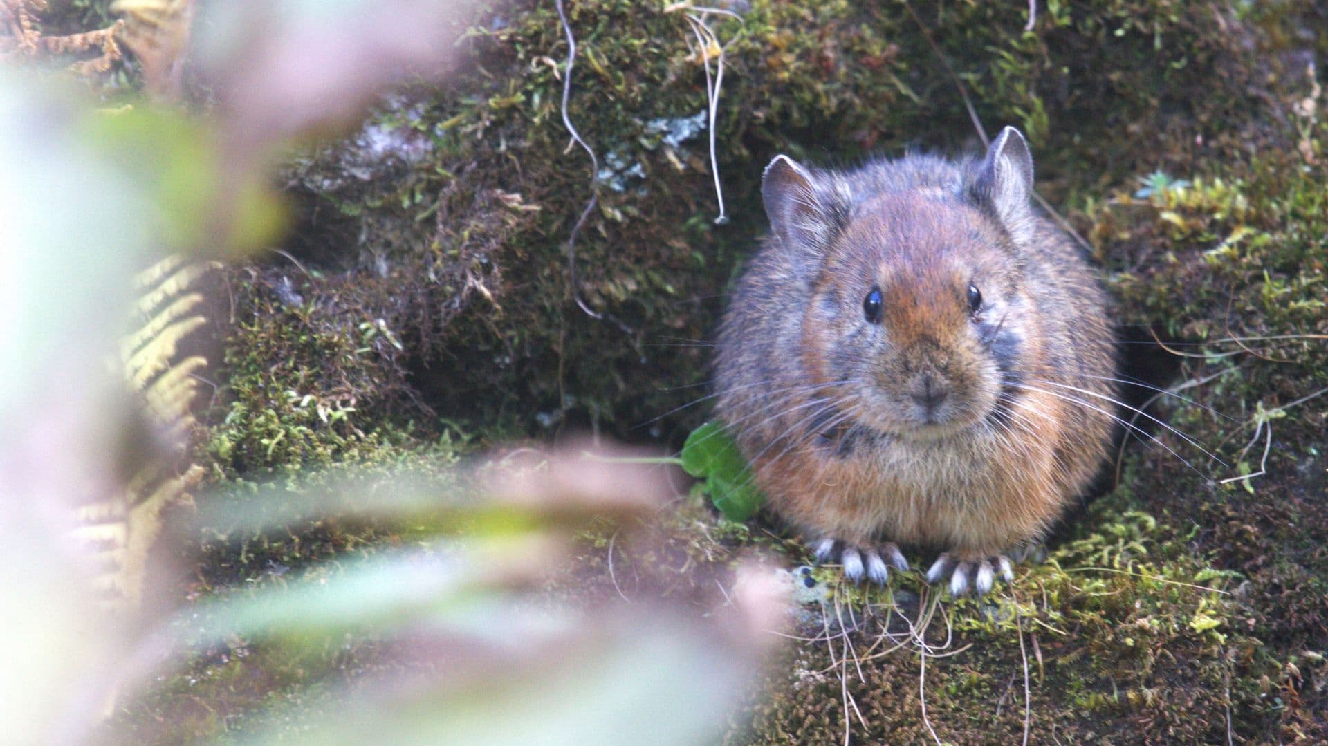 Echoes of the Forest: RARE Wildlife Chronicles