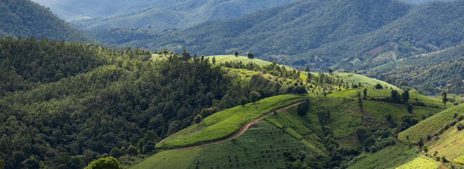 Mountains & Plantations